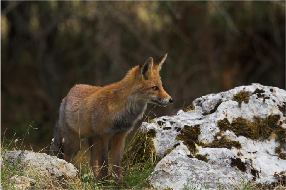 Zorro (Vulpes vulpes)